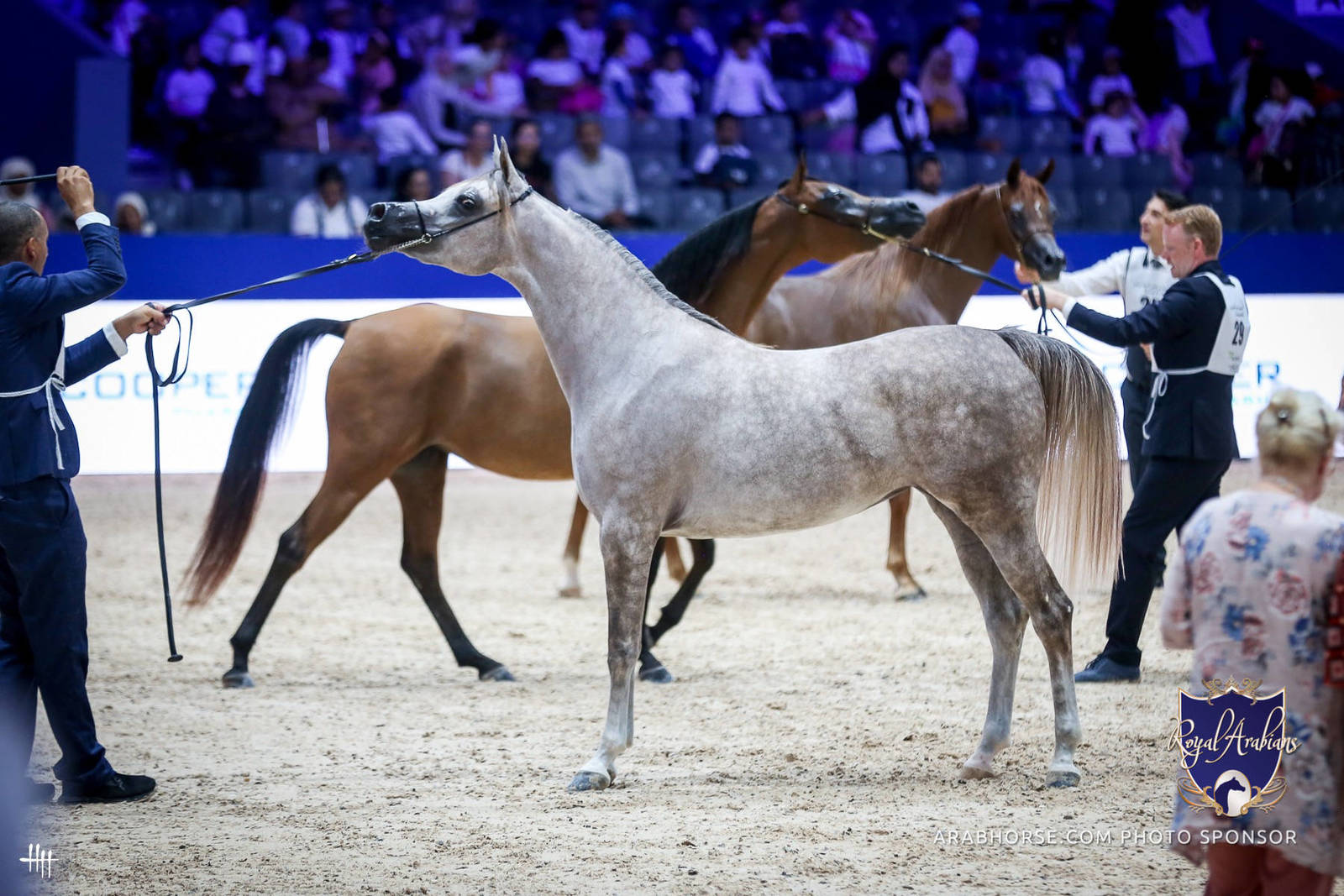 2022 Salon du Cheval d'El Jadida Horse Show in Morocco