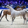 2022 Salon du Cheval d'El Jadida Horse Show in Morocco