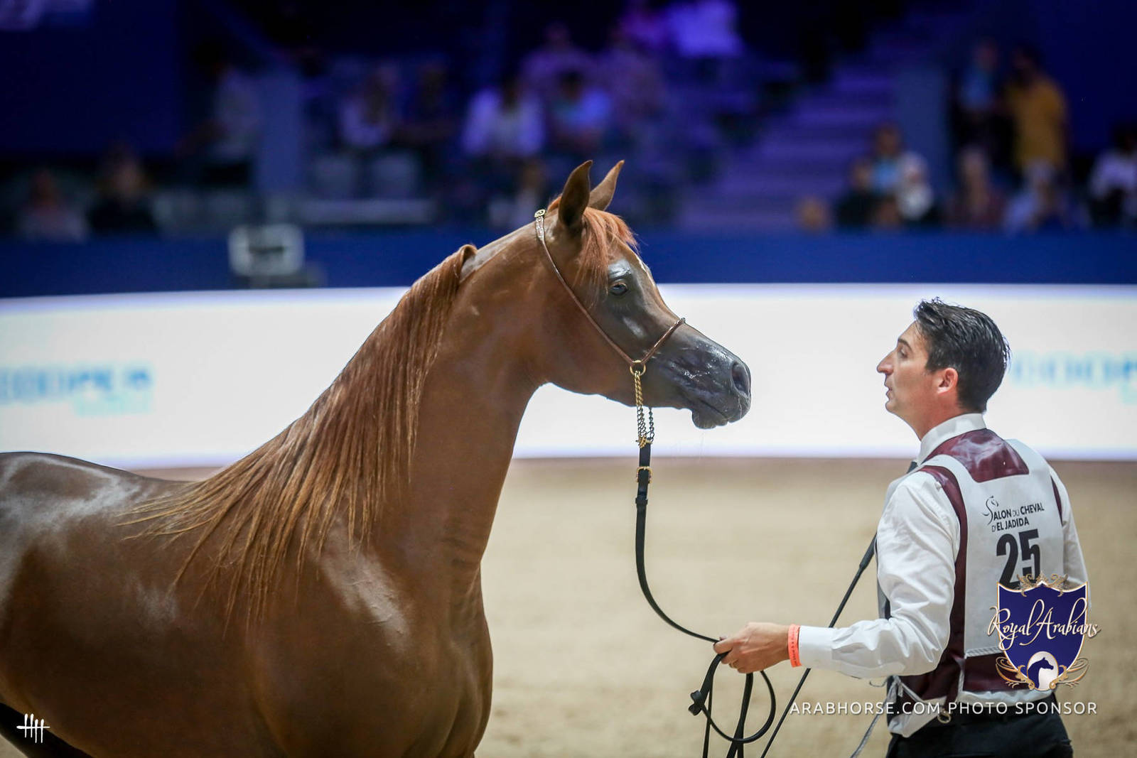 2022 Salon du Cheval d'El Jadida Horse Show in Morocco