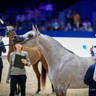 2022 Salon du Cheval d'El Jadida Horse Show in Morocco