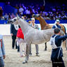 2022 Salon du Cheval d'El Jadida Horse Show in Morocco