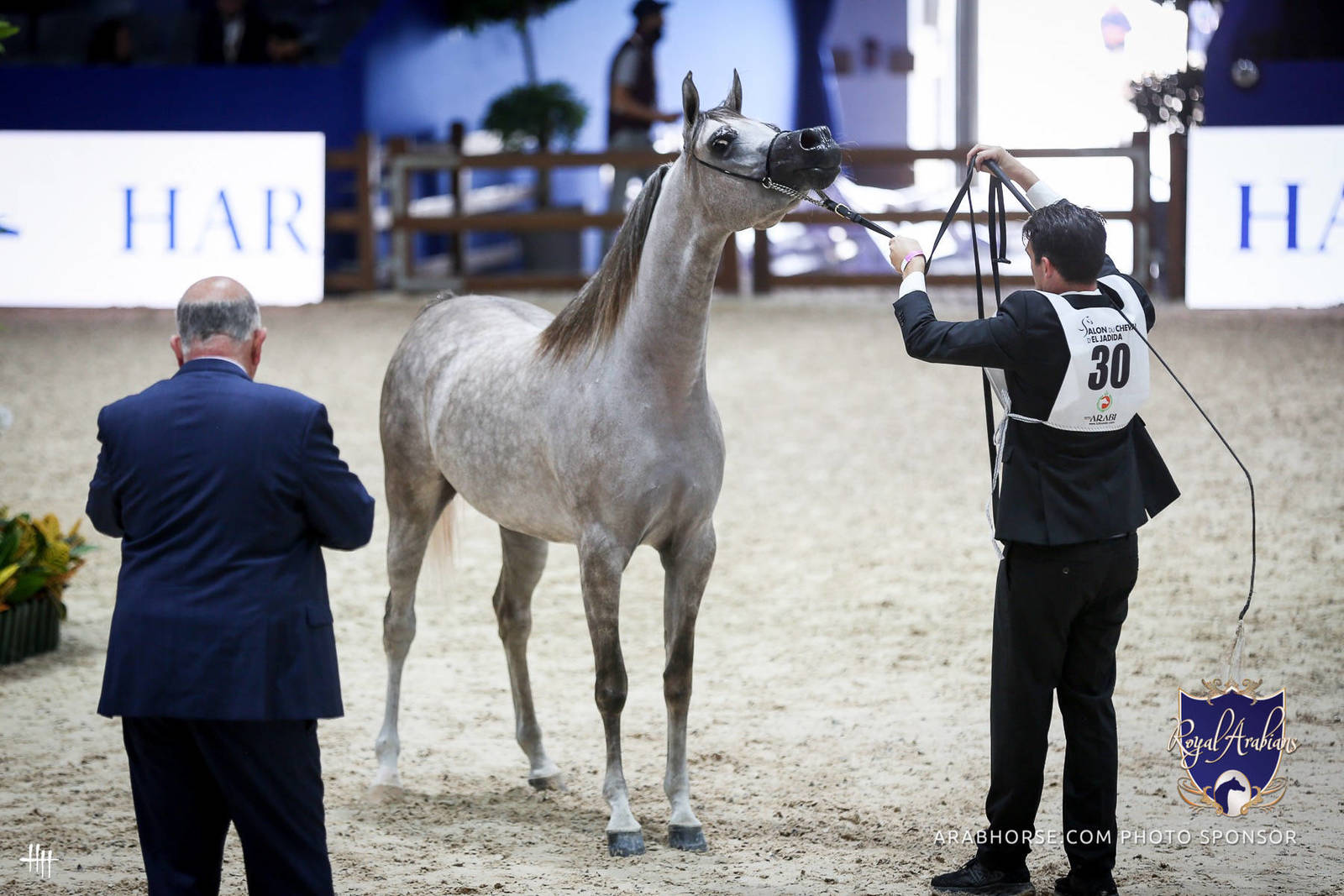 2022 Salon du Cheval d'El Jadida Horse Show in Morocco