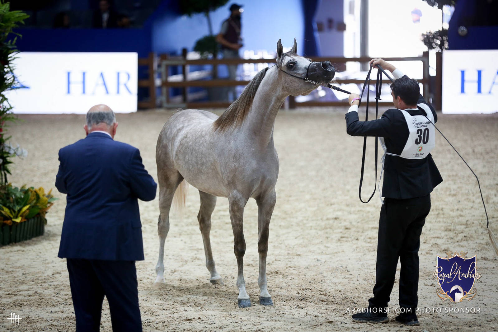 2022 Salon du Cheval d'El Jadida Horse Show in Morocco