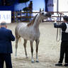 2022 Salon du Cheval d'El Jadida Horse Show in Morocco
