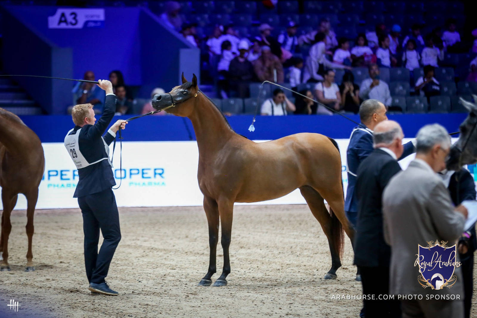 2022 Salon du Cheval d'El Jadida Horse Show in Morocco