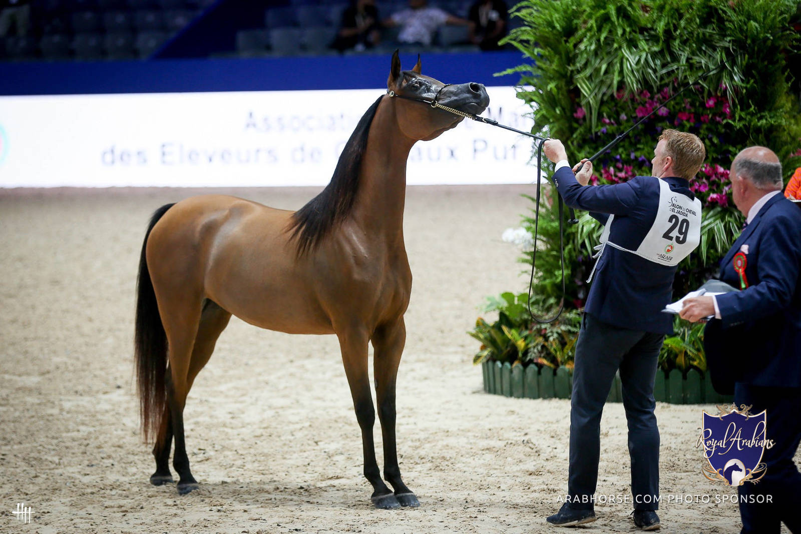 2022 Salon du Cheval d'El Jadida Horse Show in Morocco