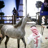 2022 Salon du Cheval d'El Jadida Horse Show in Morocco