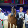 2022 Salon du Cheval d'El Jadida Horse Show in Morocco