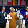 2022 Salon du Cheval d'El Jadida Horse Show in Morocco