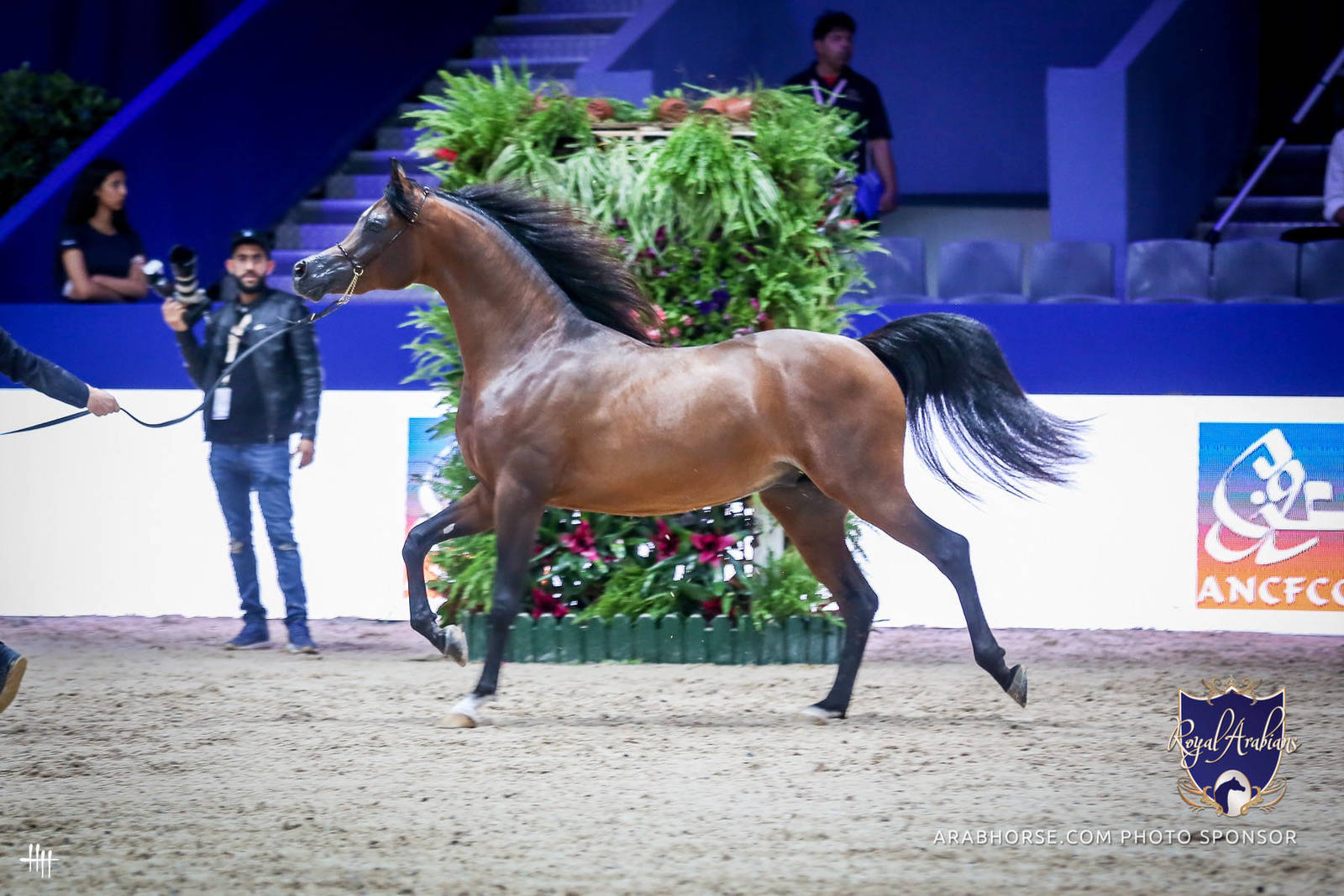 2022 Salon du Cheval d'El Jadida Horse Show in Morocco