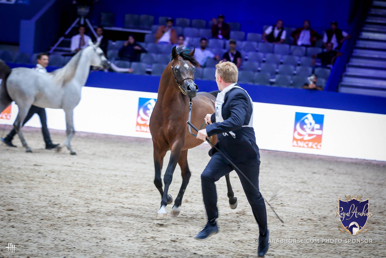 2022 Salon du Cheval d'El Jadida Horse Show in Morocco