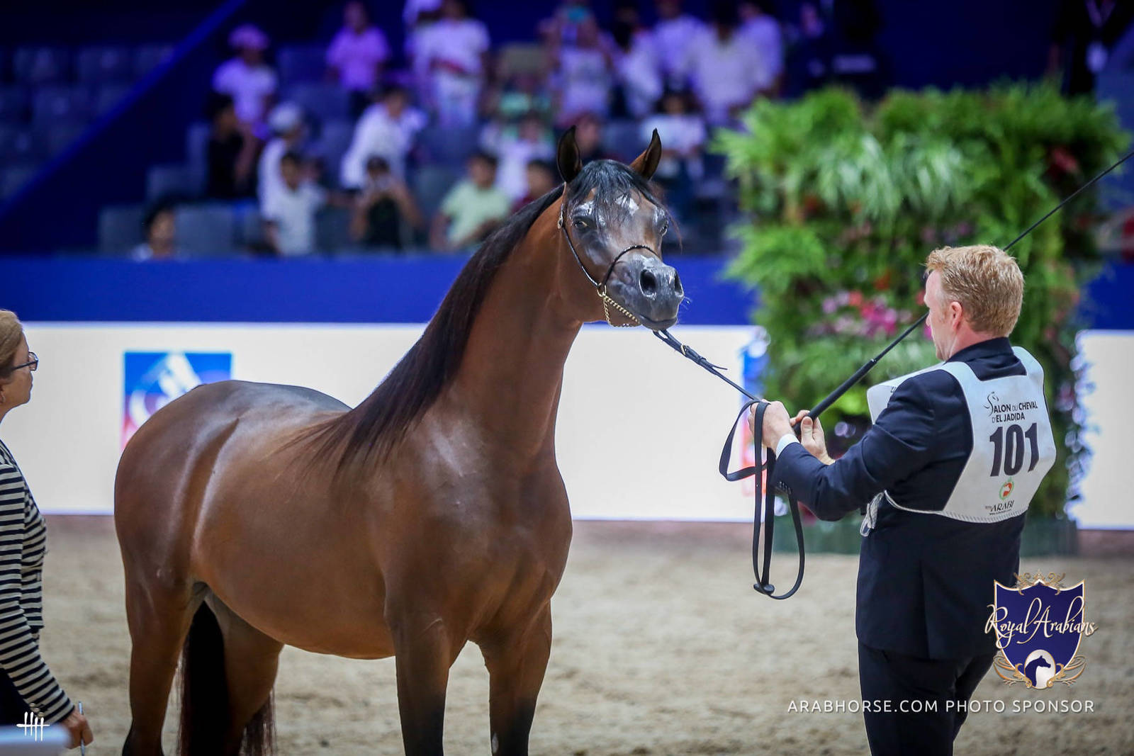 2022 Salon du Cheval d'El Jadida Horse Show in Morocco