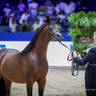 2022 Salon du Cheval d'El Jadida Horse Show in Morocco