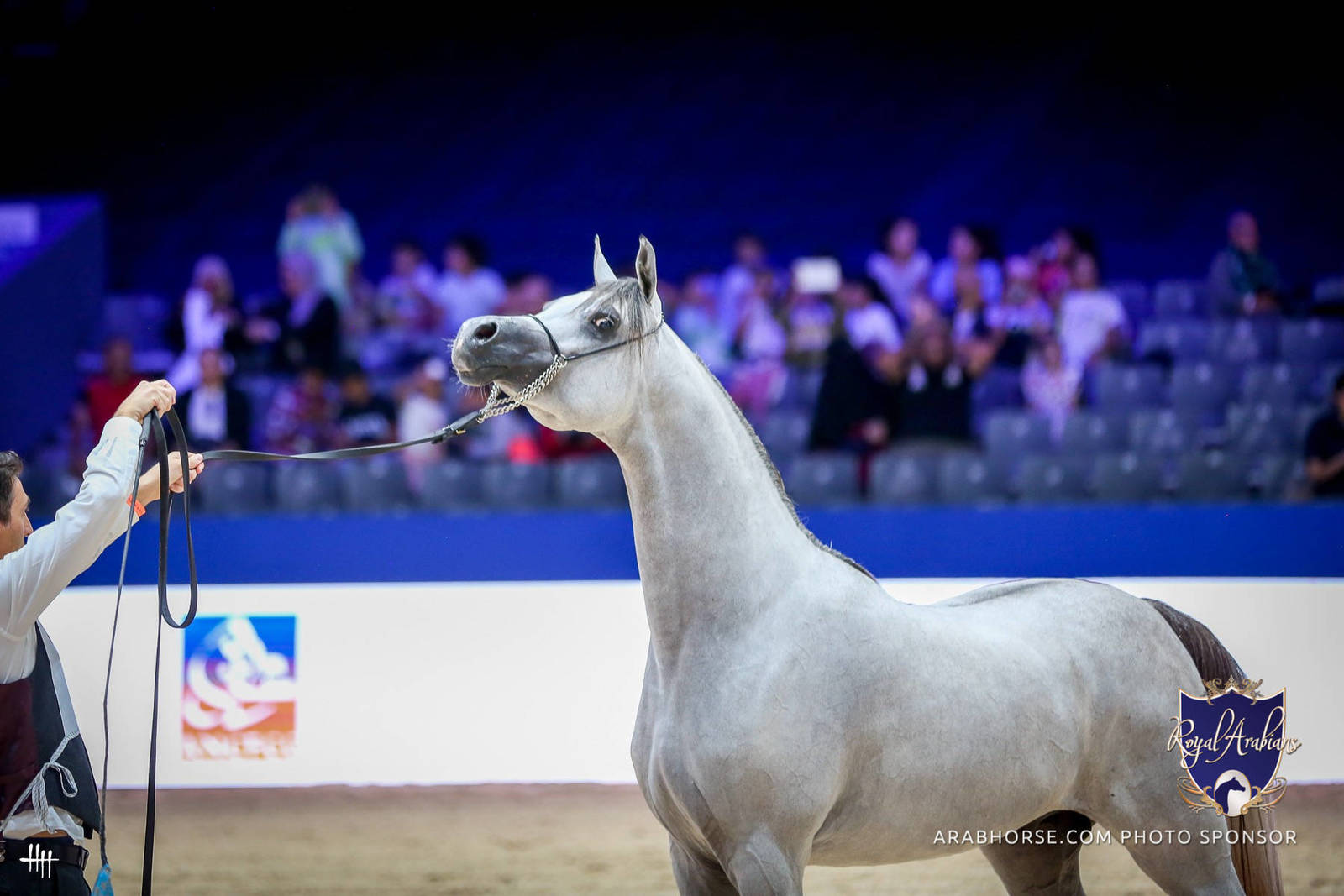 2022 Salon du Cheval d'El Jadida Horse Show in Morocco