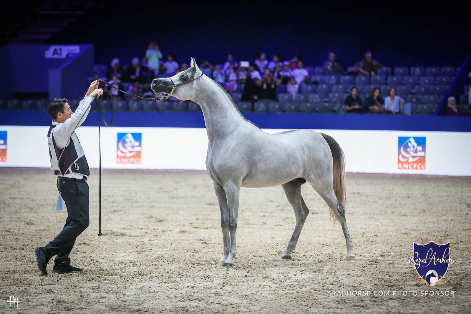 2022 Salon du Cheval d'El Jadida Horse Show in Morocco
