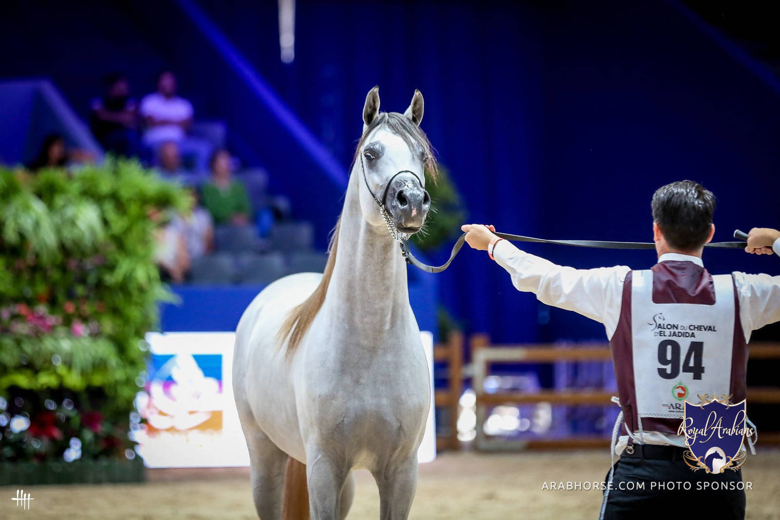 2022 Salon du Cheval d'El Jadida Horse Show in Morocco