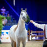 2022 Salon du Cheval d'El Jadida Horse Show in Morocco