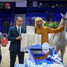 2022 Salon du Cheval d'El Jadida Horse Show in Morocco