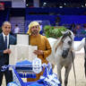 2022 Salon du Cheval d'El Jadida Horse Show in Morocco