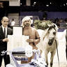 2022 Salon du Cheval d'El Jadida Horse Show in Morocco