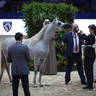 2022 Salon du Cheval d'El Jadida Horse Show in Morocco