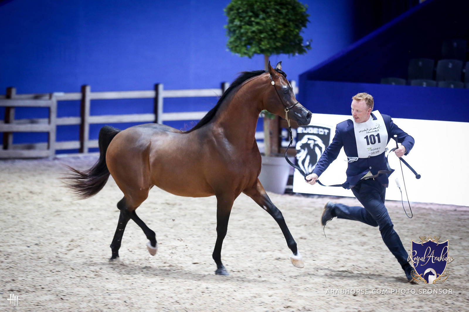 2022 Salon du Cheval d'El Jadida Horse Show in Morocco