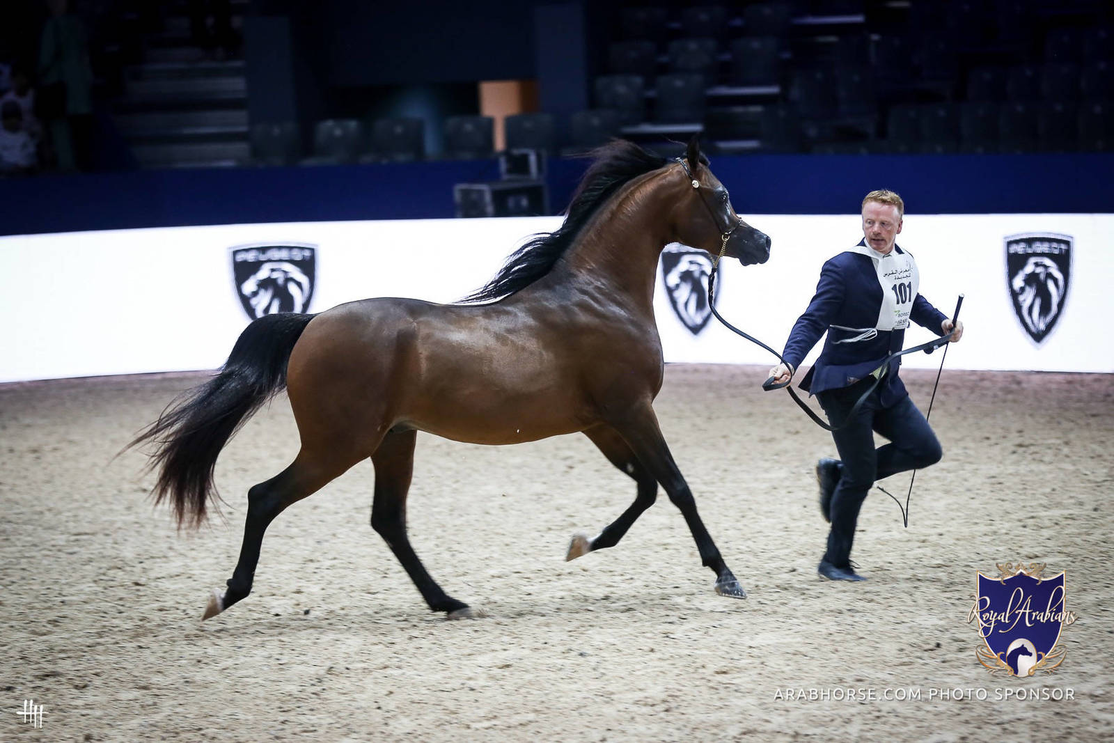2022 Salon du Cheval d'El Jadida Horse Show in Morocco