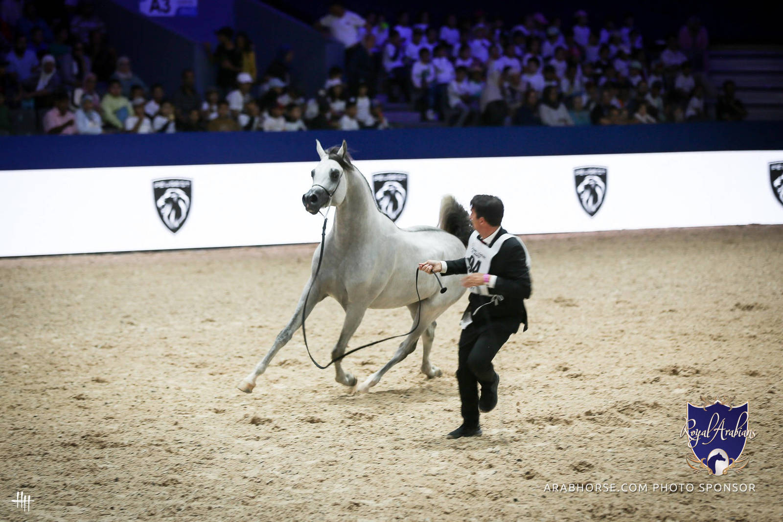 2022 Salon du Cheval d'El Jadida Horse Show in Morocco