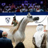 2022 Salon du Cheval d'El Jadida Horse Show in Morocco