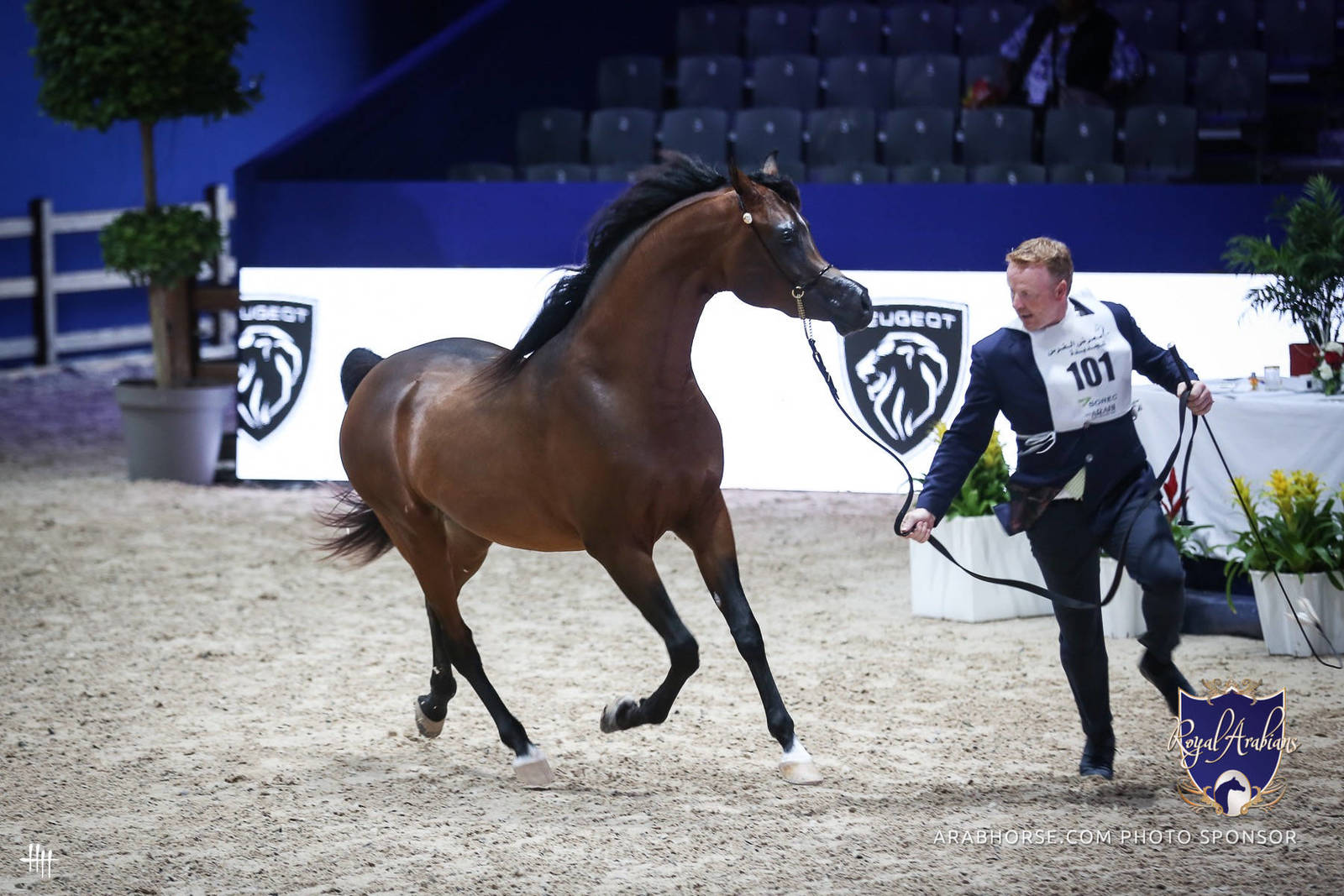 2022 Salon du Cheval d'El Jadida Horse Show in Morocco