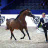 2022 Salon du Cheval d'El Jadida Horse Show in Morocco