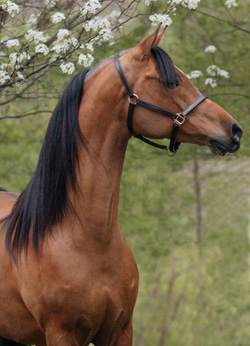 Esser Valley Arabians