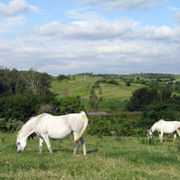 mares_pasture.jpg