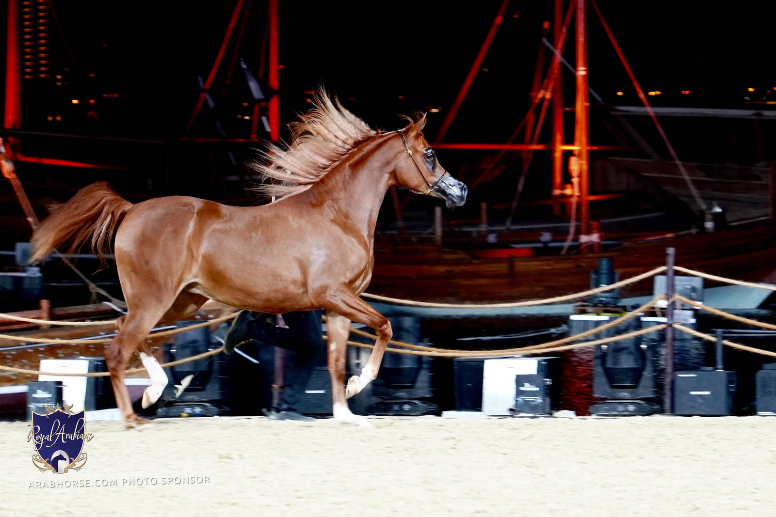 2023 Katara International Arabian Horse Festival: Title Show Day 1