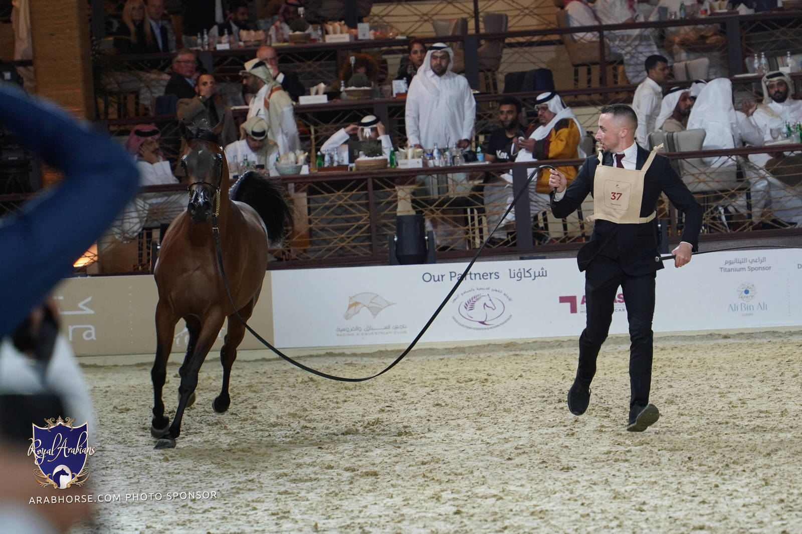 2023 Katara International Arabian Horse Festival: Title Show Day 1