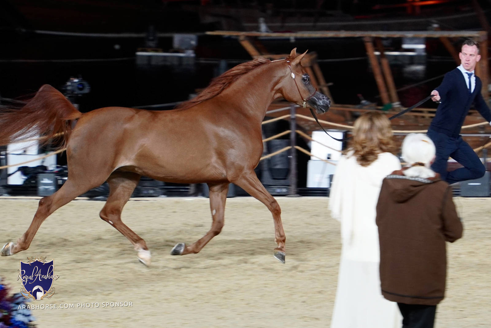 2023 Katara International Arabian Horse Festival: Title Show Day 2