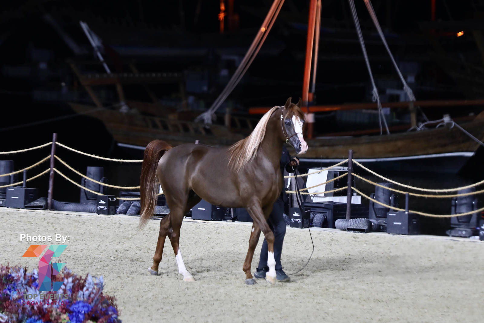 2023 Katara International Arabian Horse Festival: Title Show Day 3