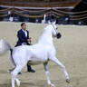 2023 Katara International Arabian Horse Festival: Title Show Day 3