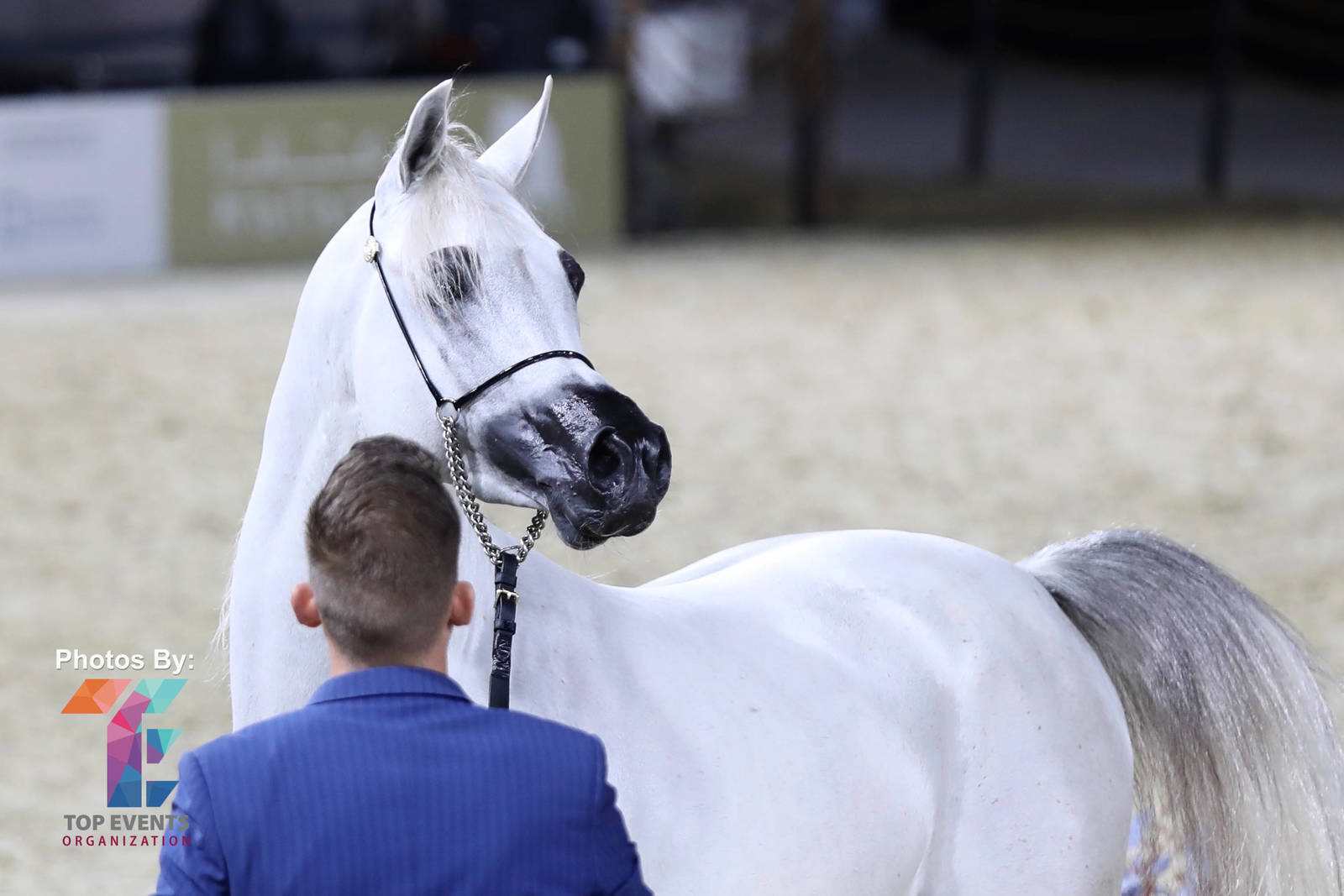 2023 Katara International Arabian Horse Festival: Title Show Day 3