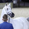 2023 Katara International Arabian Horse Festival: Title Show Day 3