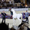 2023 Katara International Arabian Horse Festival: Title Show Day 3