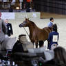 2023 Katara International Arabian Horse Festival: Title Show Day 3
