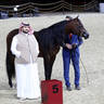 2023 Katara International Arabian Horse Festival: Title Show Day 3