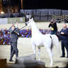 2023 Katara International Arabian Horse Festival: Title Show Day 3