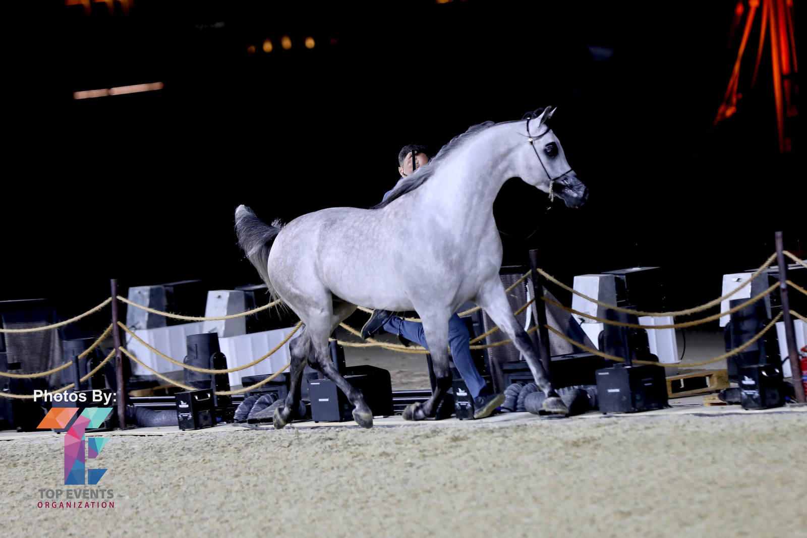 2023 Katara International Arabian Horse Festival: Title Show Day 3