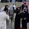 2023 Katara International Arabian Horse Festival: Title Show Day 3