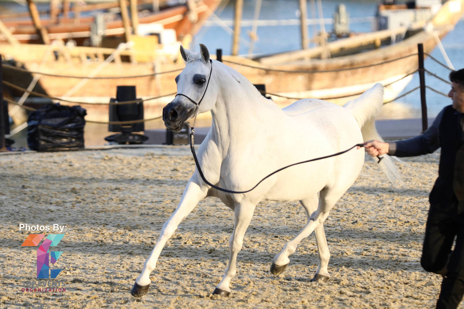 2023 Katara International Arabian Horse Festival: Title Show Day 3