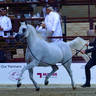 2023 Katara International Arabian Horse Festival: Title Show Day 3