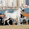 2023 Katara International Arabian Horse Festival: Title Show Day 3