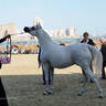 2023 Katara International Arabian Horse Festival: Title Show Day 3